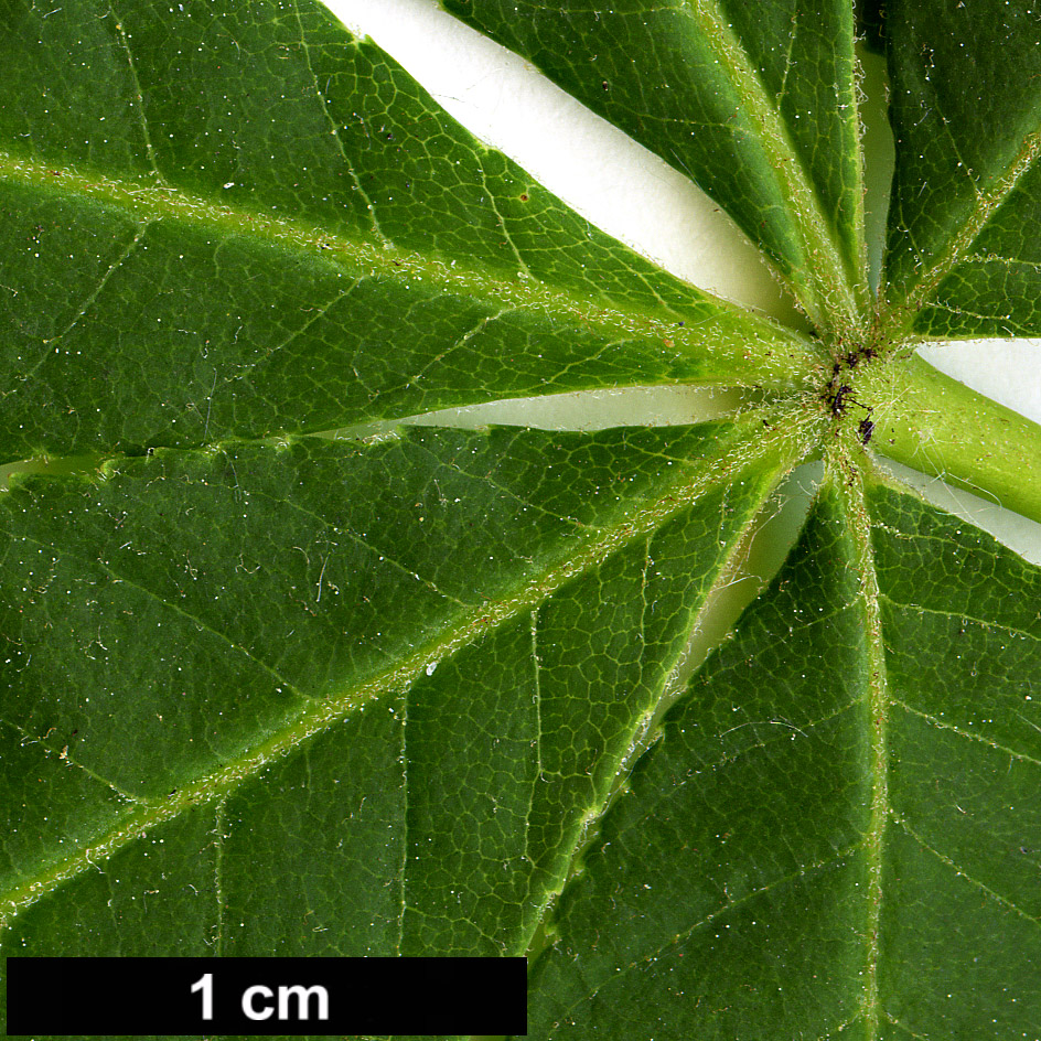 High resolution image: Family: Sapindaceae - Genus: Aesculus - Taxon: sylvatica